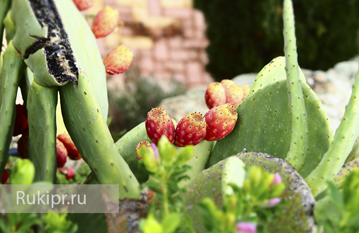кипр пафос фото кактус плод